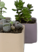 Svek Ceramic Indoor Succulent Pot - Chive Ceramics Studio - Pots - Chive Ceramics Studio