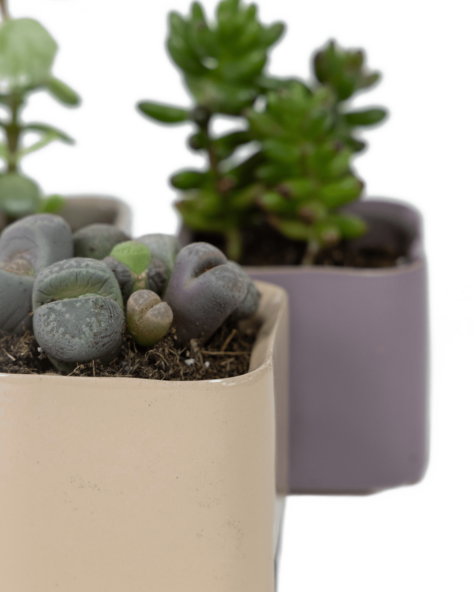 Svek Ceramic Indoor Succulent Pot - Chive Ceramics Studio - Pots - Chive Ceramics Studio