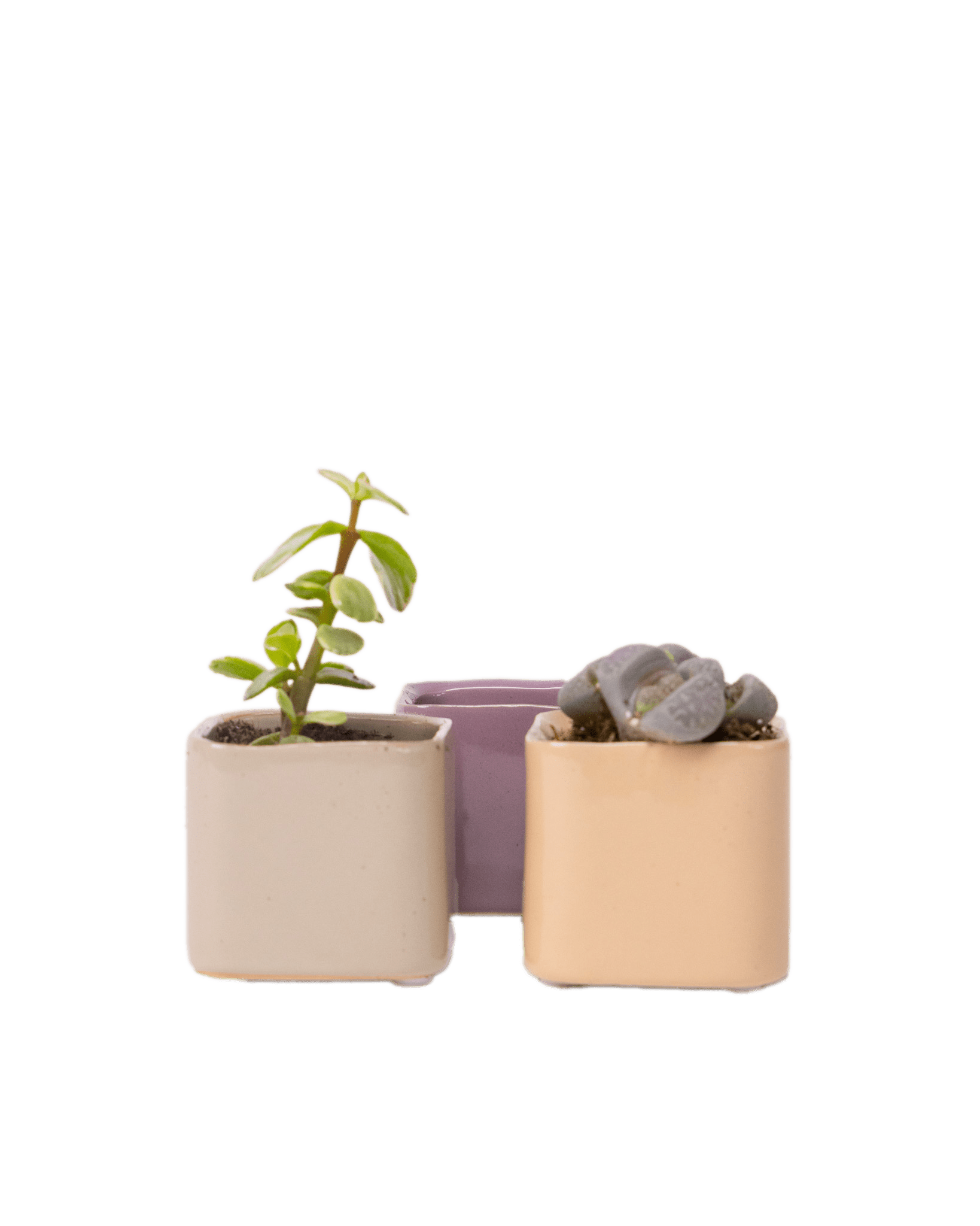 Svek Ceramic Indoor Succulent Pot - Chive Ceramics Studio - Pots - Chive Ceramics Studio