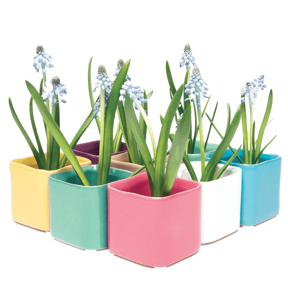 Svek Ceramic Indoor Succulent Pot - Chive Ceramics Studio - Pots - Chive Ceramics Studio