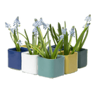 Svek Ceramic Indoor Succulent Pot - Chive Ceramics Studio - Pots - Chive Ceramics Studio