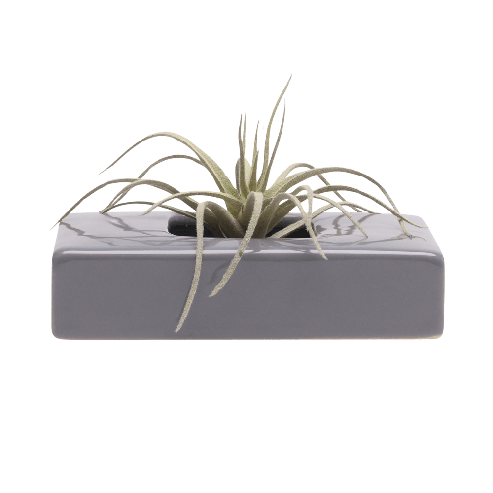 Swayzak Ceramic Dish For Ikebana Kenzans - Chive Ceramics Studio - Tools & Accessories - Chive US