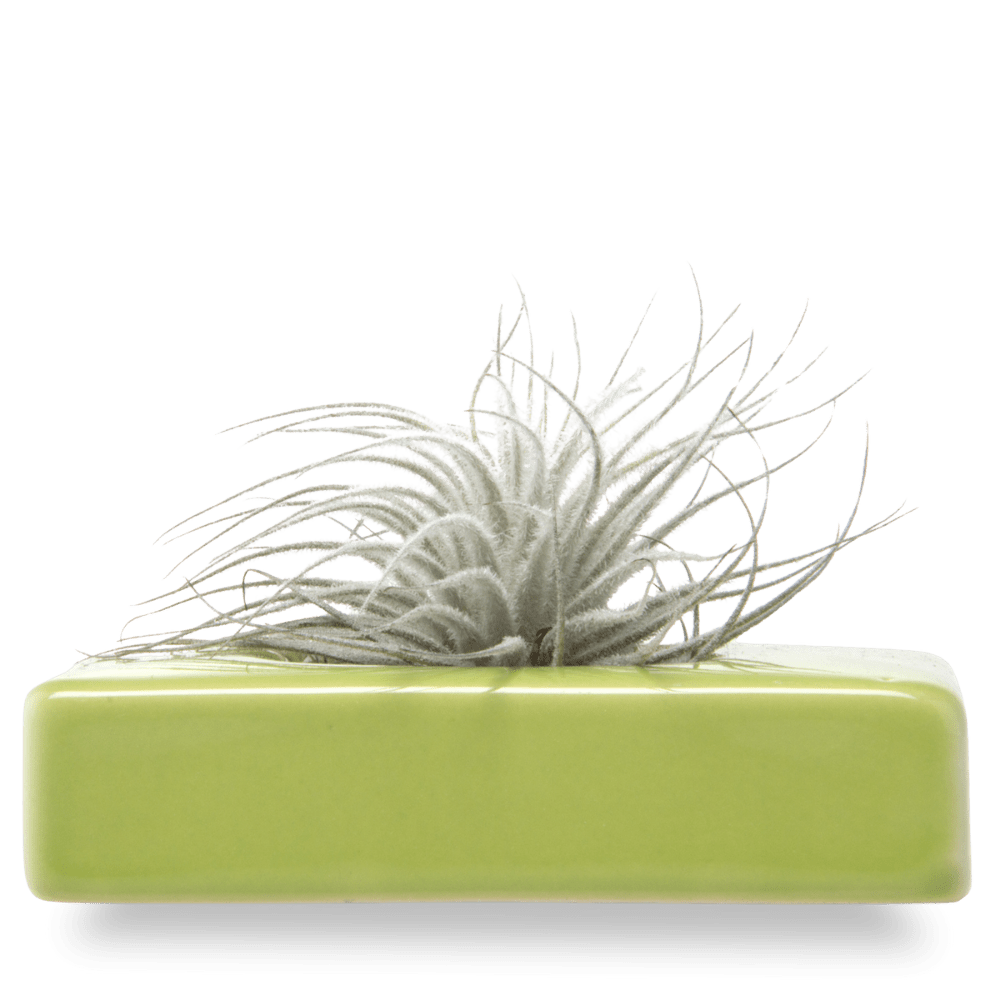 Swayzak Ceramic Dish For Ikebana Kenzans - Chive Ceramics Studio - Tools & Accessories - Chive US