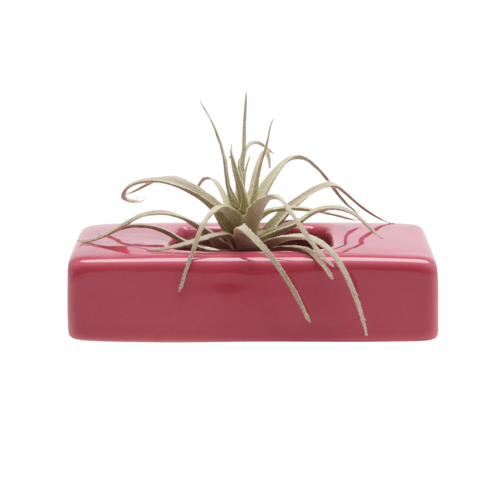 Swayzak Ceramic Dish For Ikebana Kenzans - Chive Ceramics Studio - Tools & Accessories - Chive US