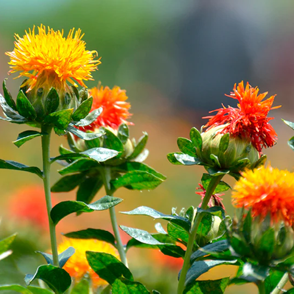 safflower plant seeds Safflower Flower Seeds | Non-GMO, Vacuum-Sealed