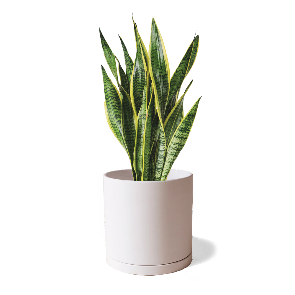 A snake plant with green and yellow leaves in a Chive white porcelain Dojo plant pot.