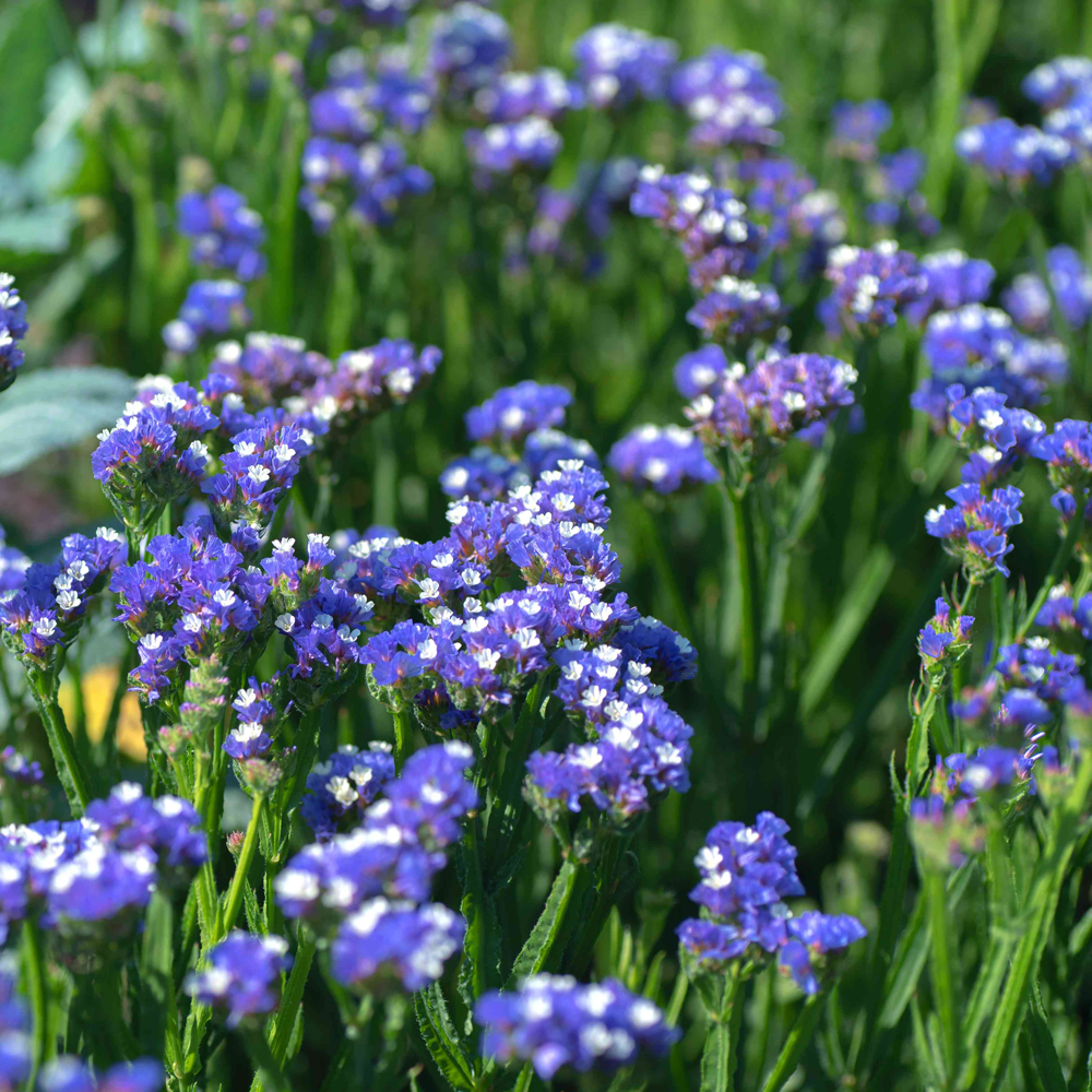 seal lavender plants Sea Lavender Herb Seeds | Non-GMO, Vacuum-Sealed