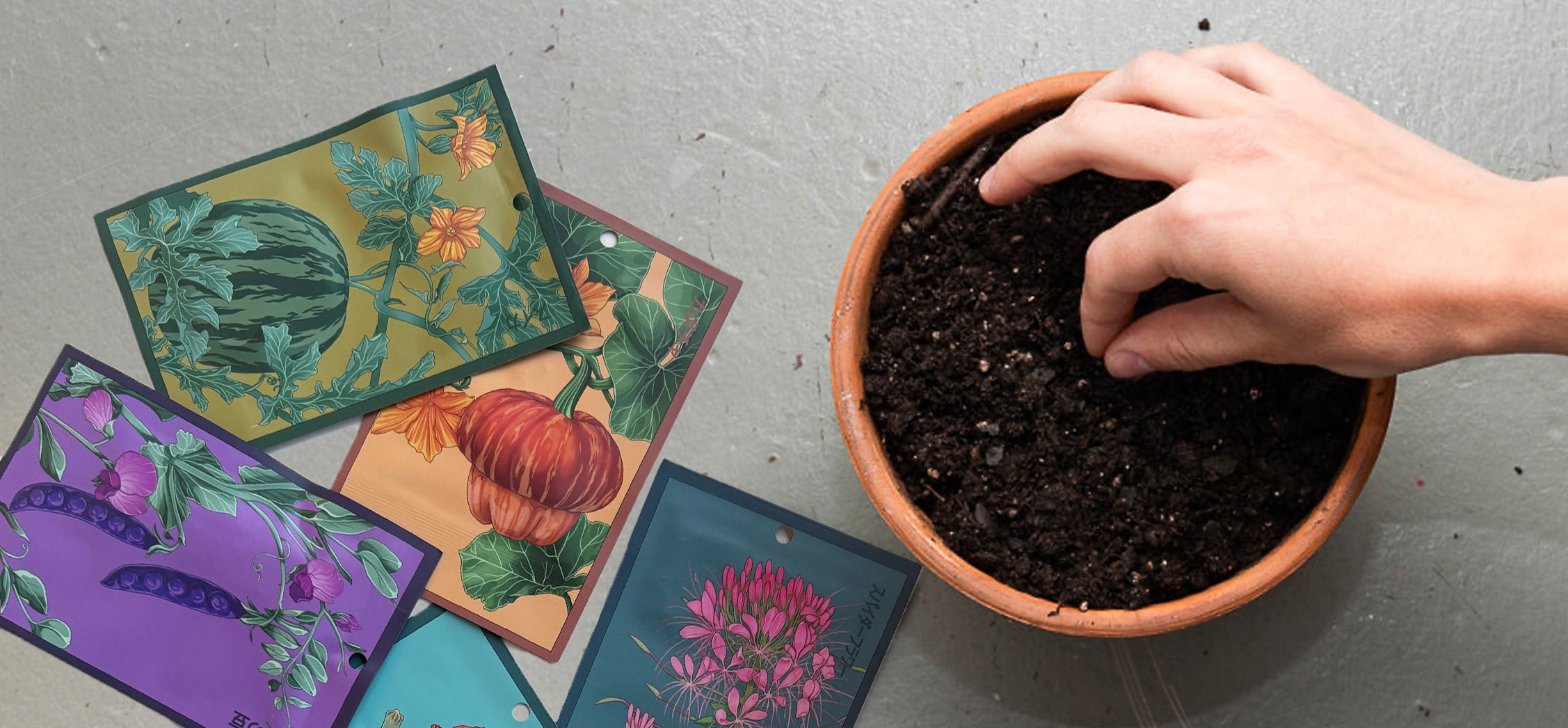 Sea Lavender Flower Seeds Packet
