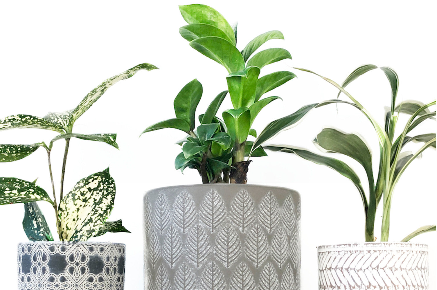 Streets of Toronto pop-up plants Trinity Bellwoods featuring Chive Studio