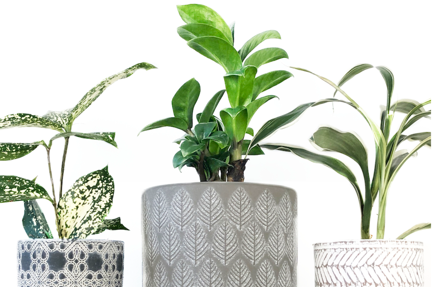 Streets of Toronto pop-up plants Trinity Bellwoods featuring Chive Studio