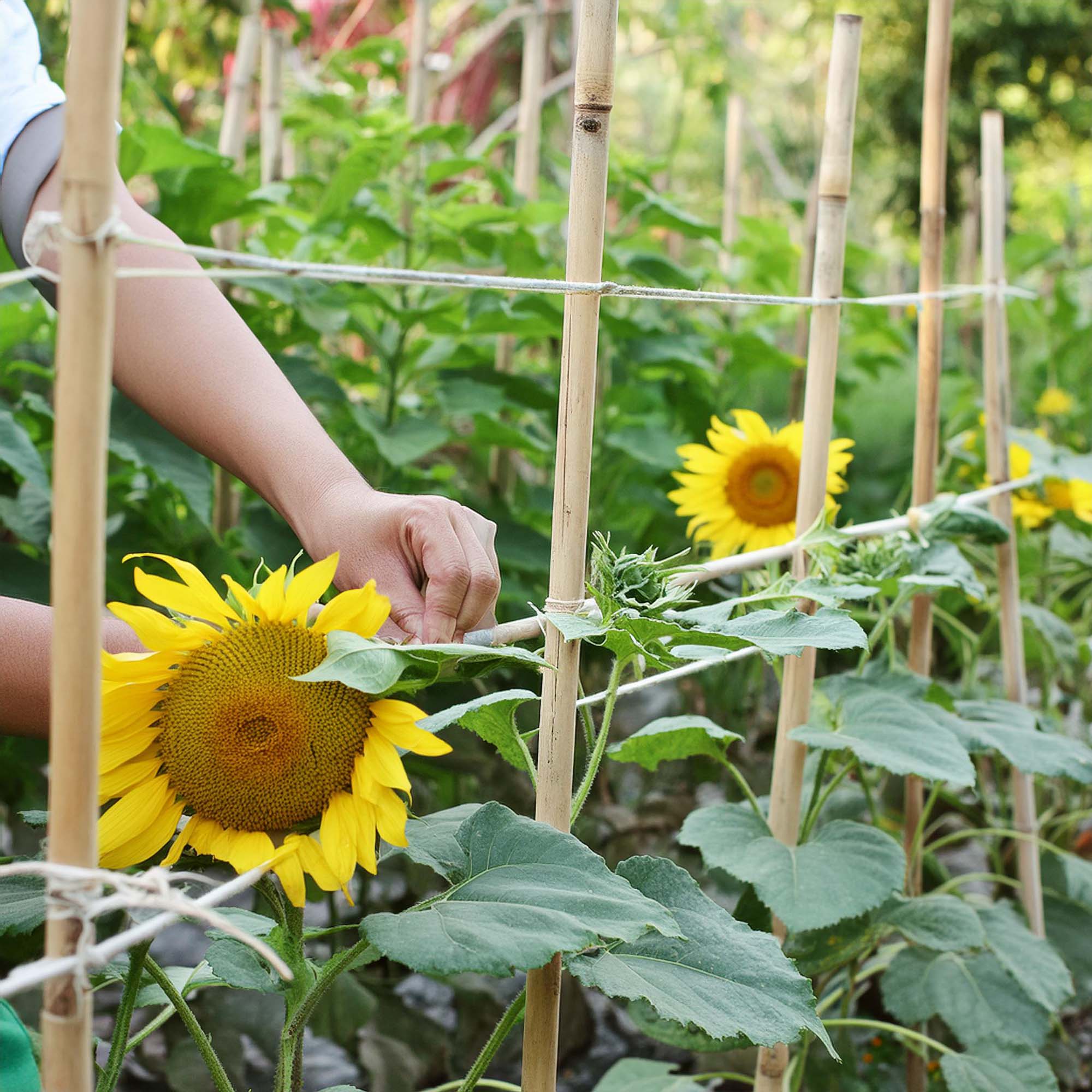 A person tending to sunflowers supported by a bamboo stake trellis in a garden - Shido Seeds