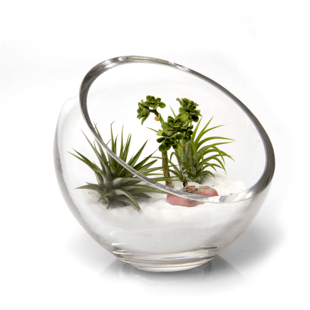 Terrarium Bowl Glass Succulent Garden - Chive Ceramics Studio - Terrariums - Chive US