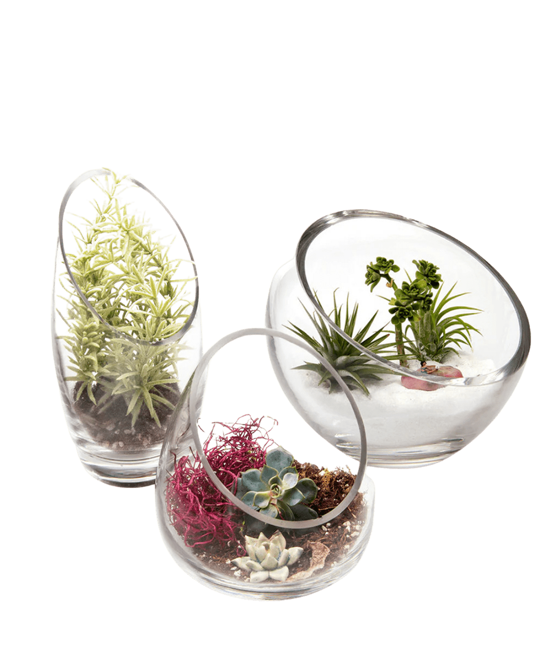 Terrarium Bowl Glass Succulent Garden - Chive Ceramics Studio - Terrariums - Chive US