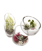 Terrarium Bowl Glass Succulent Garden - Chive Ceramics Studio - Terrariums - Chive US