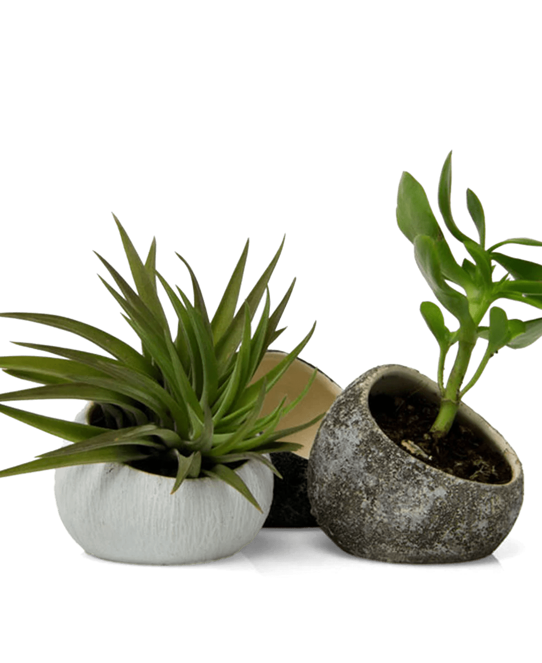 Terrarium Koski Ceramic Air Plant Holder - Chive Ceramics Studio - Terrariums - Chive US