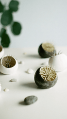 Terrarium Koski Ceramic Air Plant Holder - Chive Ceramics Studio - Terrariums - Chive Ceramics Studio