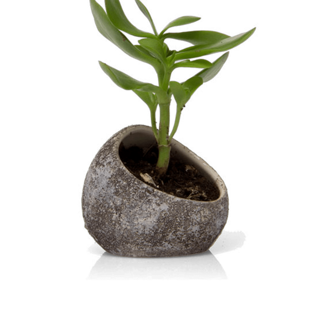 Terrarium Koski Ceramic Air Plant Holder - Chive Ceramics Studio - Terrariums - Chive US