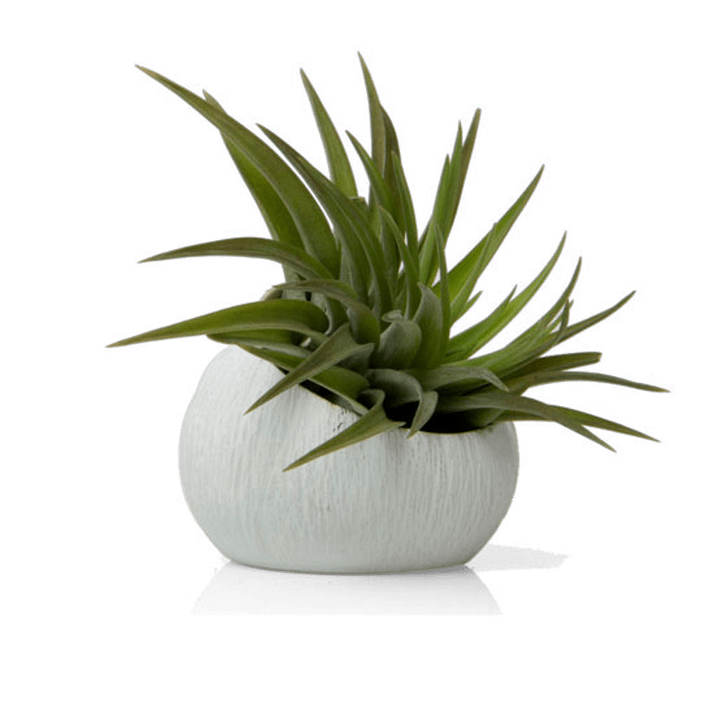 Terrarium Koski Ceramic Air Plant Holder - Chive Ceramics Studio - Terrariums - Chive US