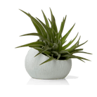 Terrarium Koski Ceramic Air Plant Holder - Chive Ceramics Studio - Terrariums - Chive US