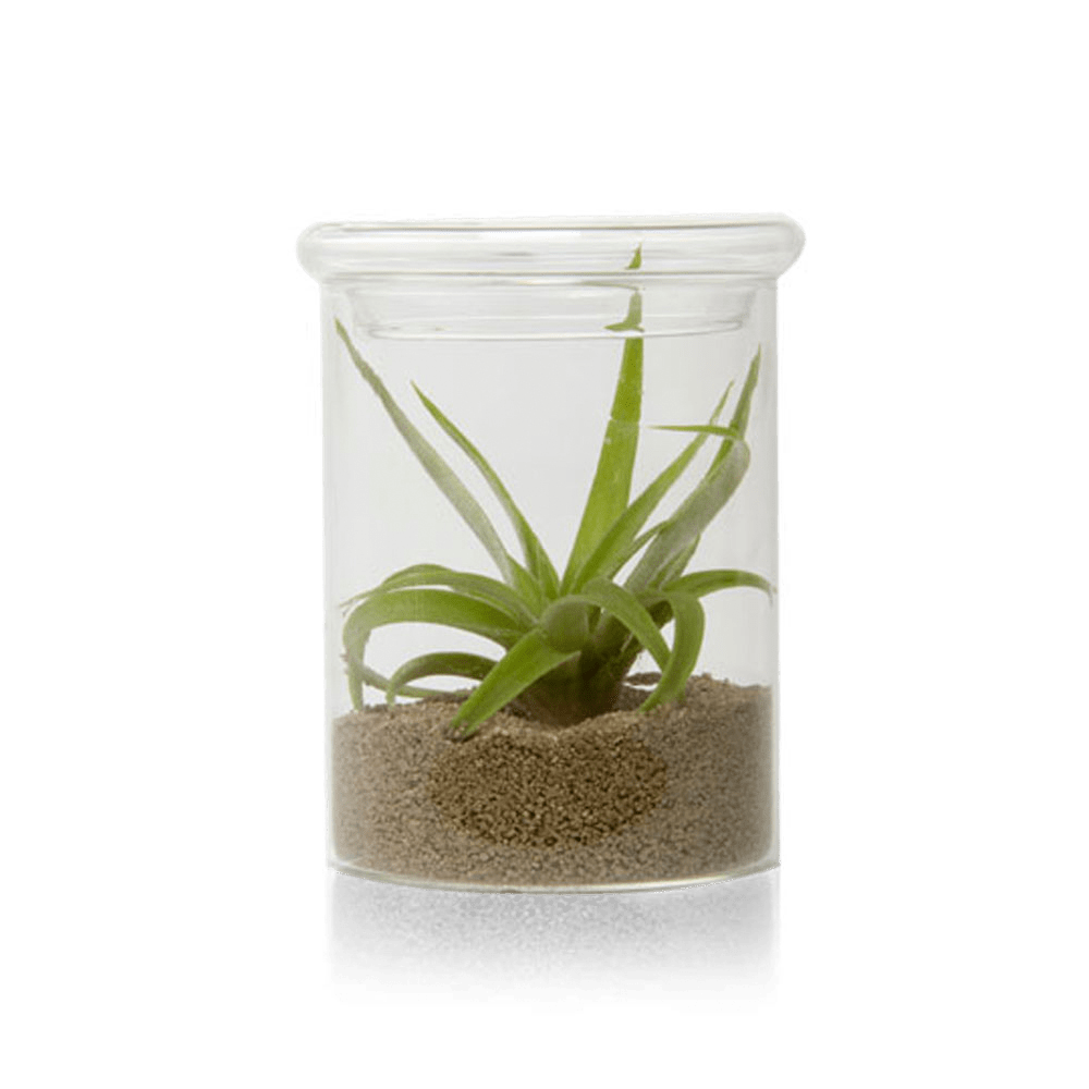 Petri Glass Terrarium Jar For Succulents - Chive Ceramics Studio - Terrariums - Chive Ceramics Studio