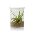 Petri Glass Terrarium Jar For Succulents - Chive Ceramics Studio - Terrariums - Chive Ceramics Studio