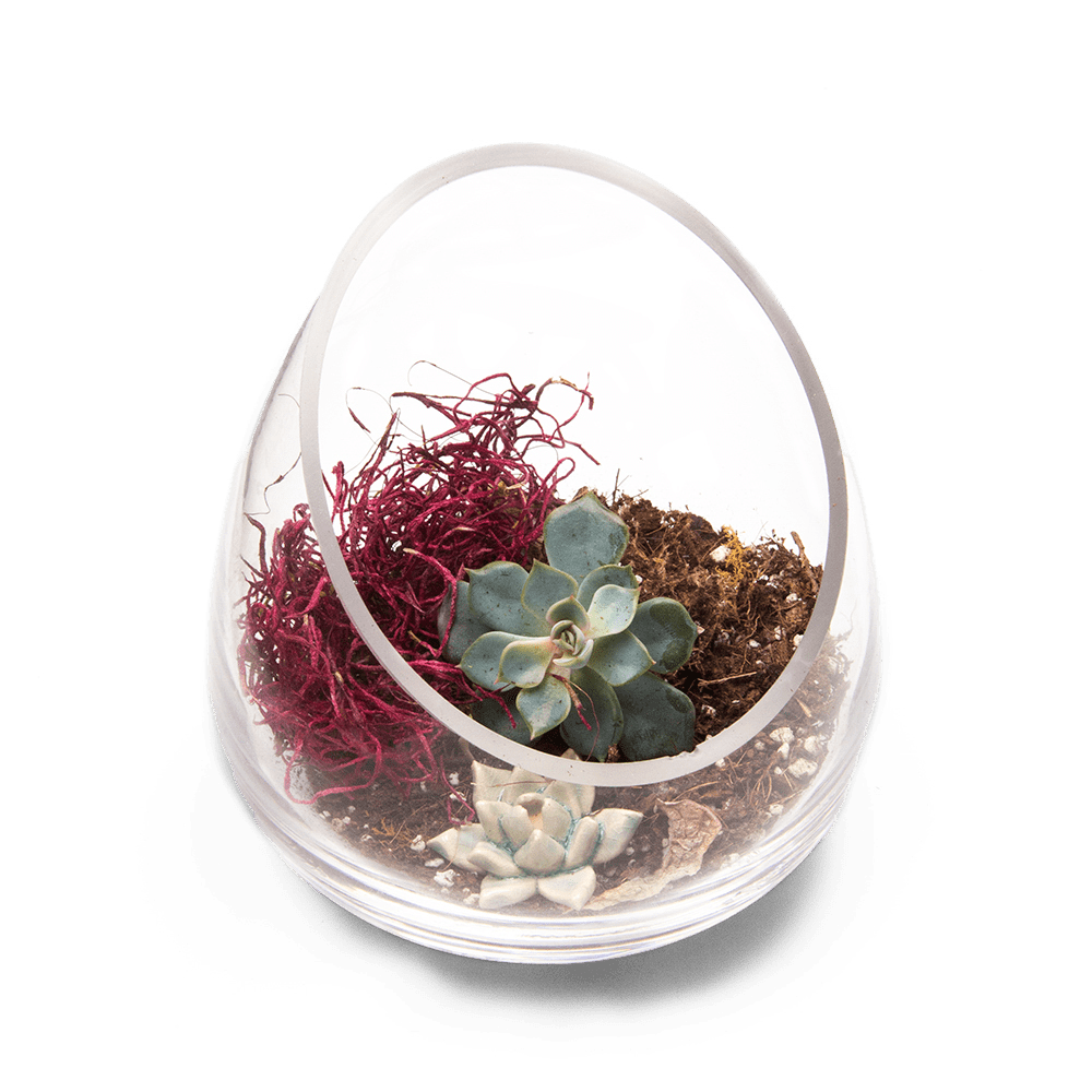 Terrarium Bowl Glass Succulent Garden - Chive Ceramics Studio - Terrariums - Chive US