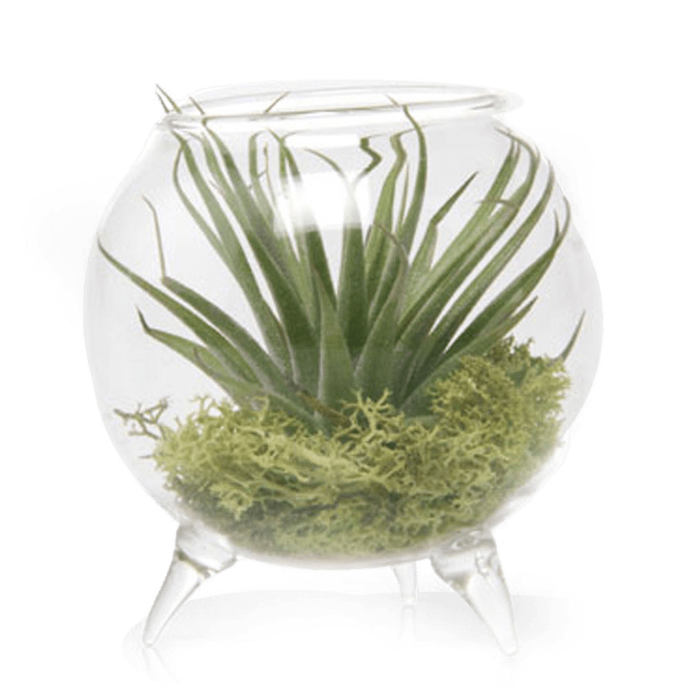 Terrarium Single Glass For Airplants - Chive Ceramics Studio - Terrariums - Chive Ceramics Studio