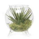 Terrarium Single Glass For Airplants - Chive Ceramics Studio - Terrariums - Chive Ceramics Studio