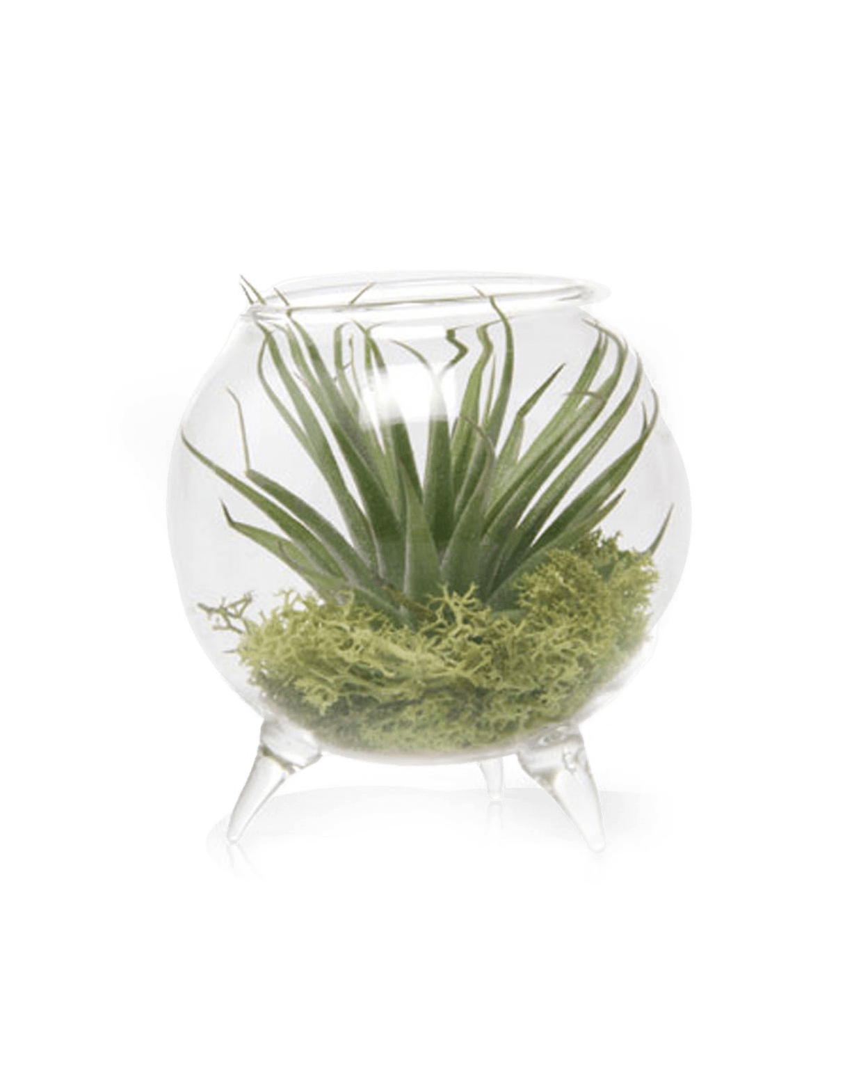 Terrarium Single Glass For Airplants - Chive Ceramics Studio - Terrariums - Chive Ceramics Studio