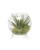 Terrarium Single Glass For Airplants - Chive Ceramics Studio - Terrariums - Chive Ceramics Studio