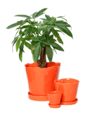 Tika Pot & Saucer | 8 & 10 inch - Chive Ceramics Studio - Pots - Chive Ceramics Studio