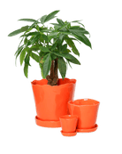 Tika Pot & Saucer | 3 inch - Chive Ceramics Studio - Pots - Chive Ceramics Studio