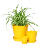 Tika Pot & Saucer | 8 & 10 inch - Chive Ceramics Studio - Pots - Chive Ceramics Studio