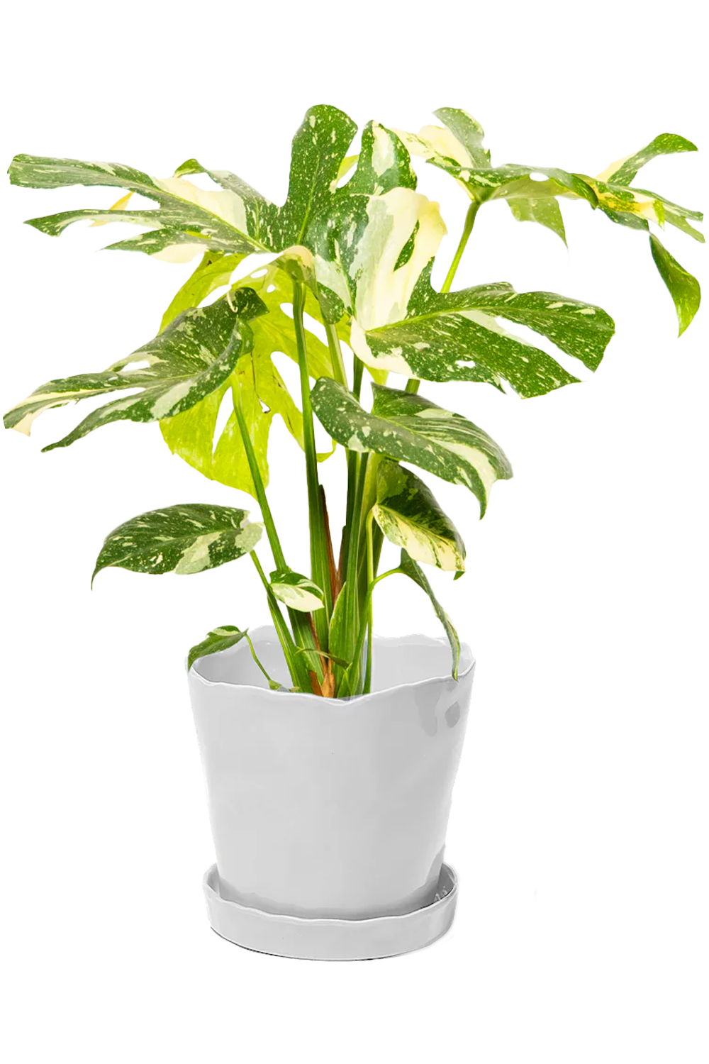 Tika Pot & Saucer | 8 & 10 inch - Chive Ceramics Studio - Pots - Chive Ceramics Studio