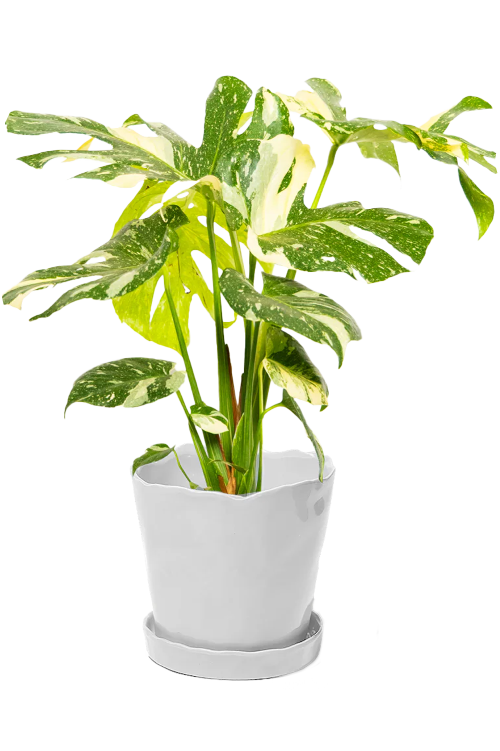 Tika Pot & Saucer | 8 & 10 inch - Chive Ceramics Studio - Pots - Chive Ceramics Studio