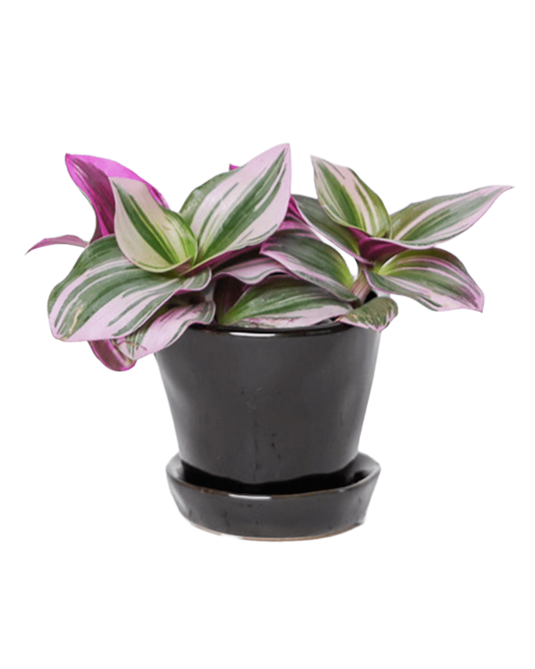 Tika Pot & Saucer | 3 inch - Chive Ceramics Studio - Pots - Chive Ceramics Studio