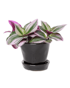 Tika Pot & Saucer | 3 inch - Chive Ceramics Studio - Pots - Chive Ceramics Studio