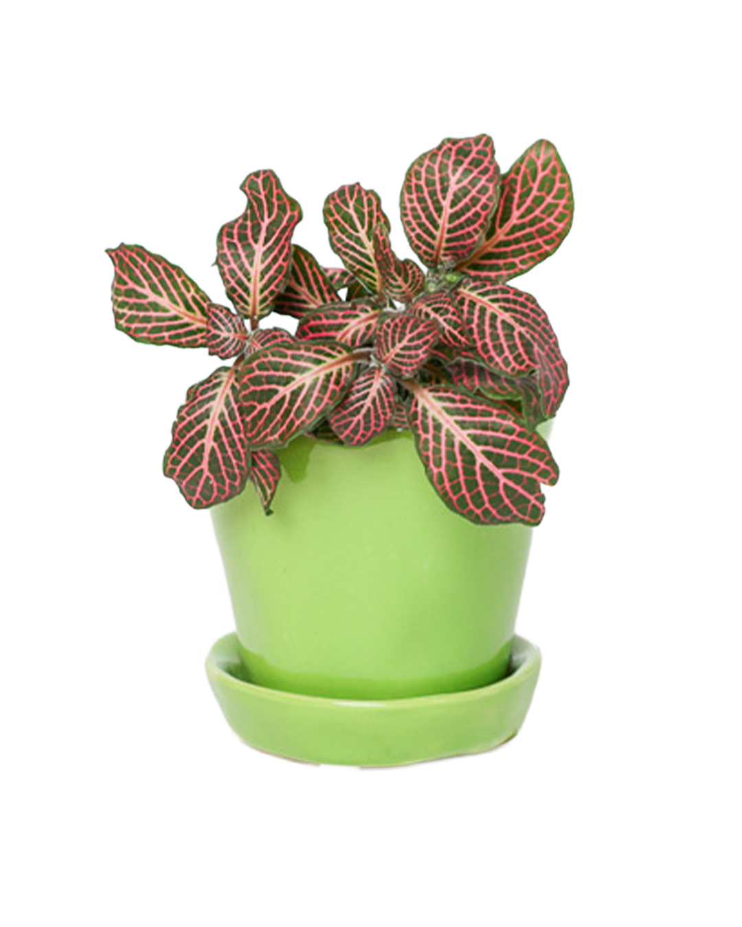 Tika Pot & Saucer | 3 inch - Chive Ceramics Studio - Pots - Chive Ceramics Studio