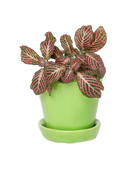 Tika Pot & Saucer | 3 inch - Chive Ceramics Studio - Pots - Chive Ceramics Studio