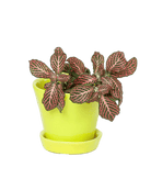 Tika Pot & Saucer | 3 inch - Chive Ceramics Studio - Pots - Chive Ceramics Studio