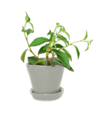 Tika Pot & Saucer | 3 inch - Chive Ceramics Studio - Pots - Chive Ceramics Studio