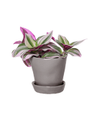 Tika Pot & Saucer | 3 inch - Chive Ceramics Studio - Pots - Chive Ceramics Studio