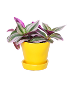 Tika Pot & Saucer | 3 inch - Chive Ceramics Studio - Pots - Chive Ceramics Studio