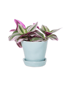 Tika Pot & Saucer | 3 inch - Chive Ceramics Studio - Pots - Chive Ceramics Studio
