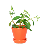 Tika Pot & Saucer | 3 inch - Chive Ceramics Studio - Pots - Chive Ceramics Studio
