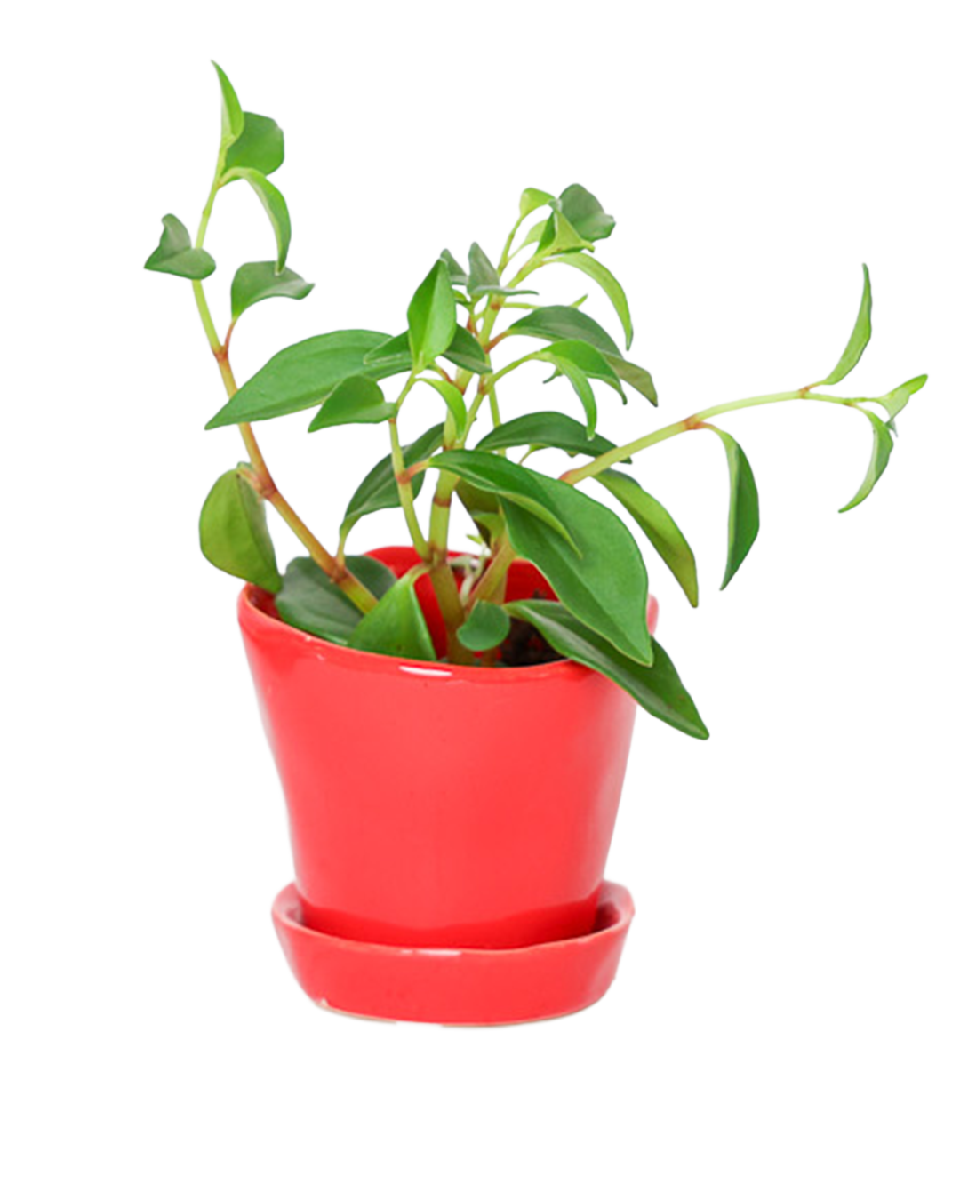 Tika Pot & Saucer | 3 inch - Chive Ceramics Studio - Pots - Chive Ceramics Studio