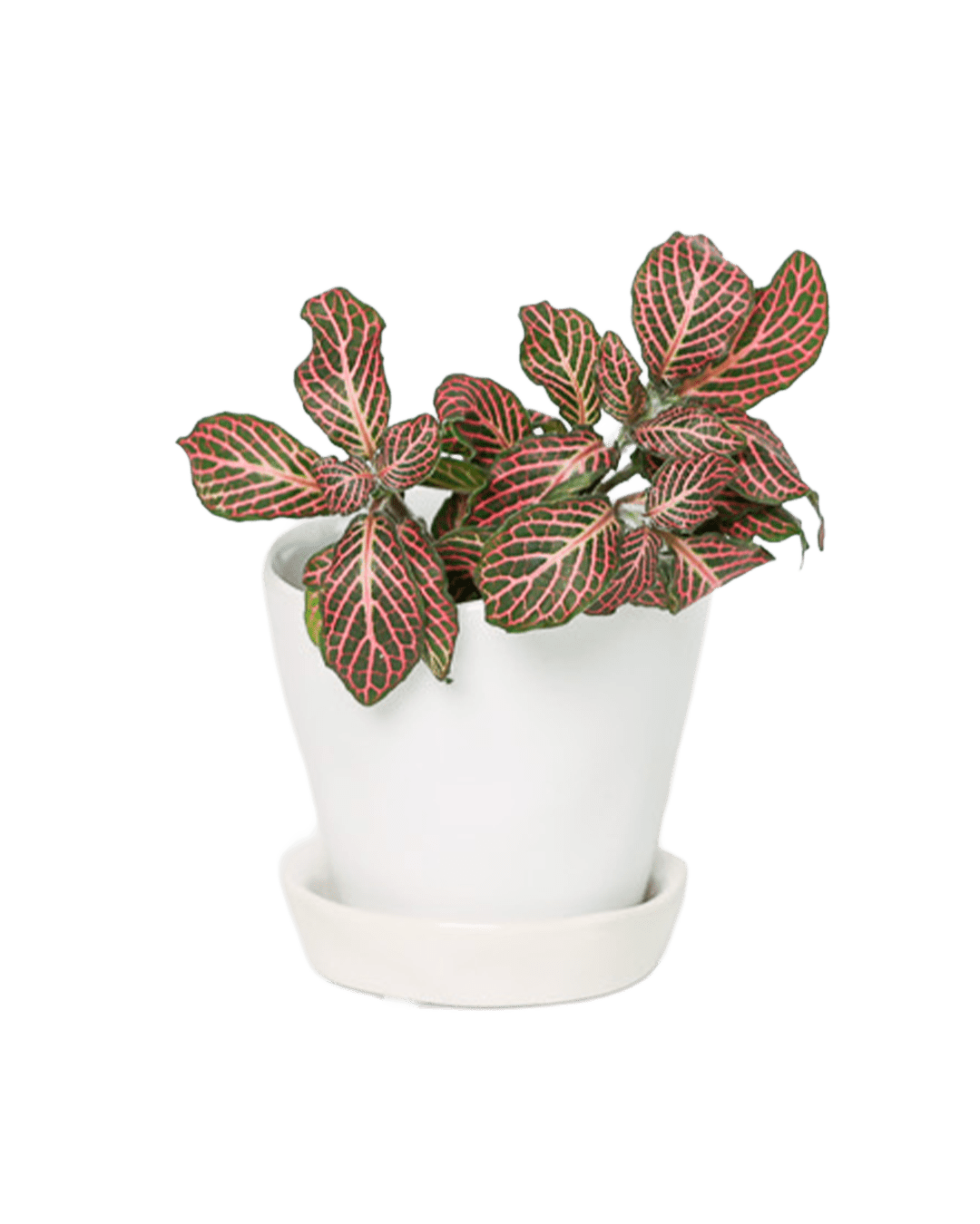 Tika Pot & Saucer | 3 inch - Chive Ceramics Studio - Pots - Chive Ceramics Studio