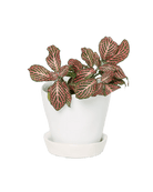 Tika Pot & Saucer | 3 inch - Chive Ceramics Studio - Pots - Chive Ceramics Studio