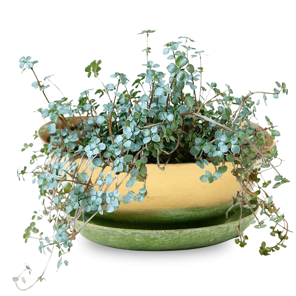 Topper Metal Succulent Dish - Chive Ceramics Studio - Pots - Chive US