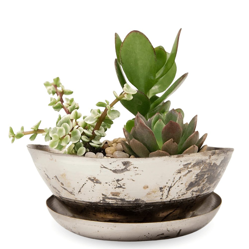 Topper Metal Succulent Dish - Chive Ceramics Studio - Pots - Chive US